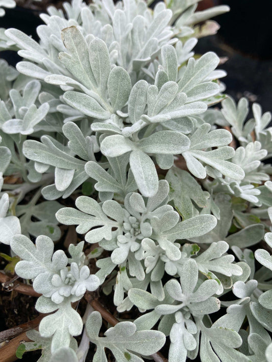 Artemisia stellariana (Beach Wormwood) - Champion Plants