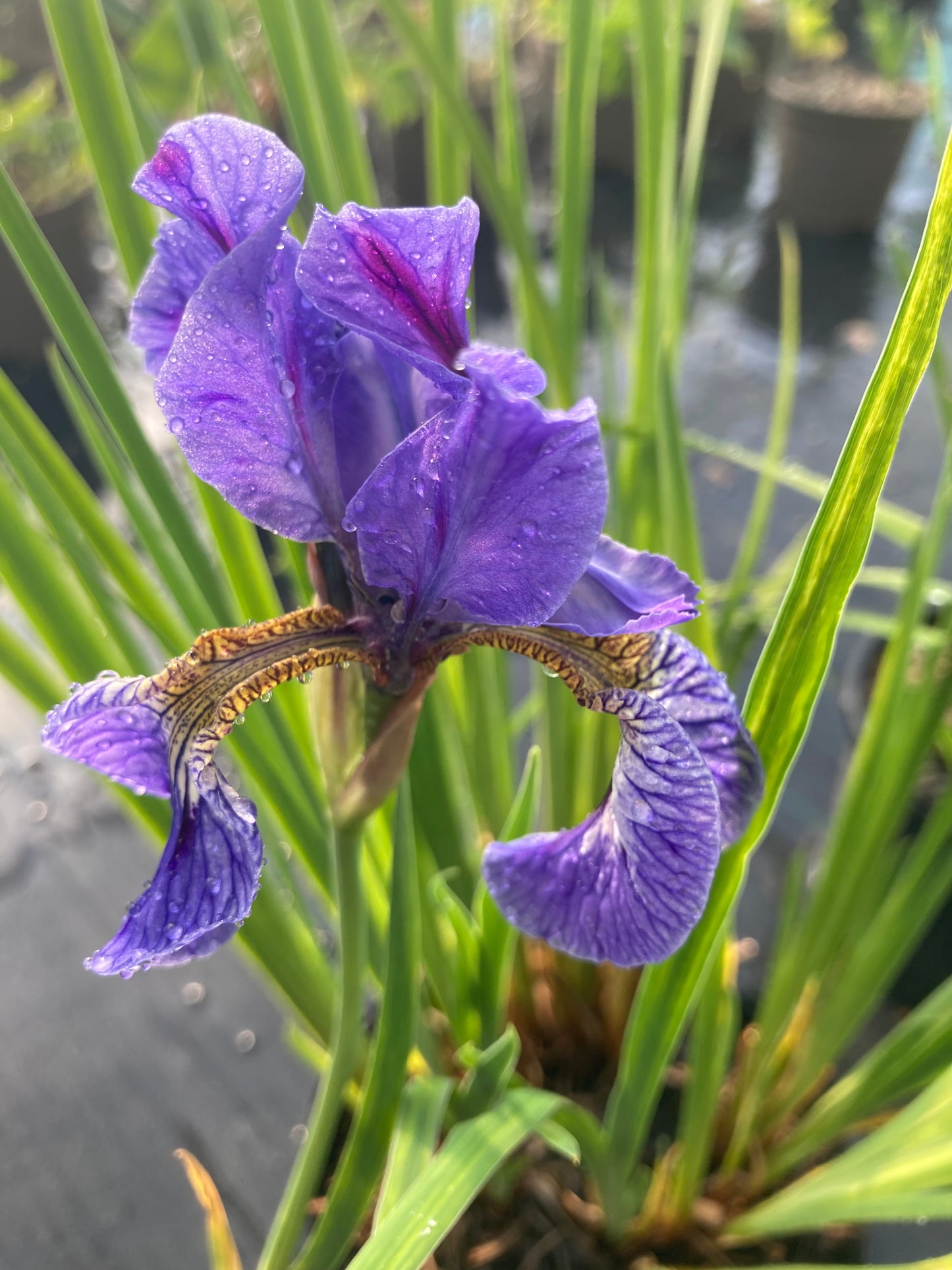 Iris sibirica Perry’s Blue - Champion Plants