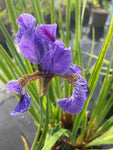 Iris sibirica Perry’s Blue