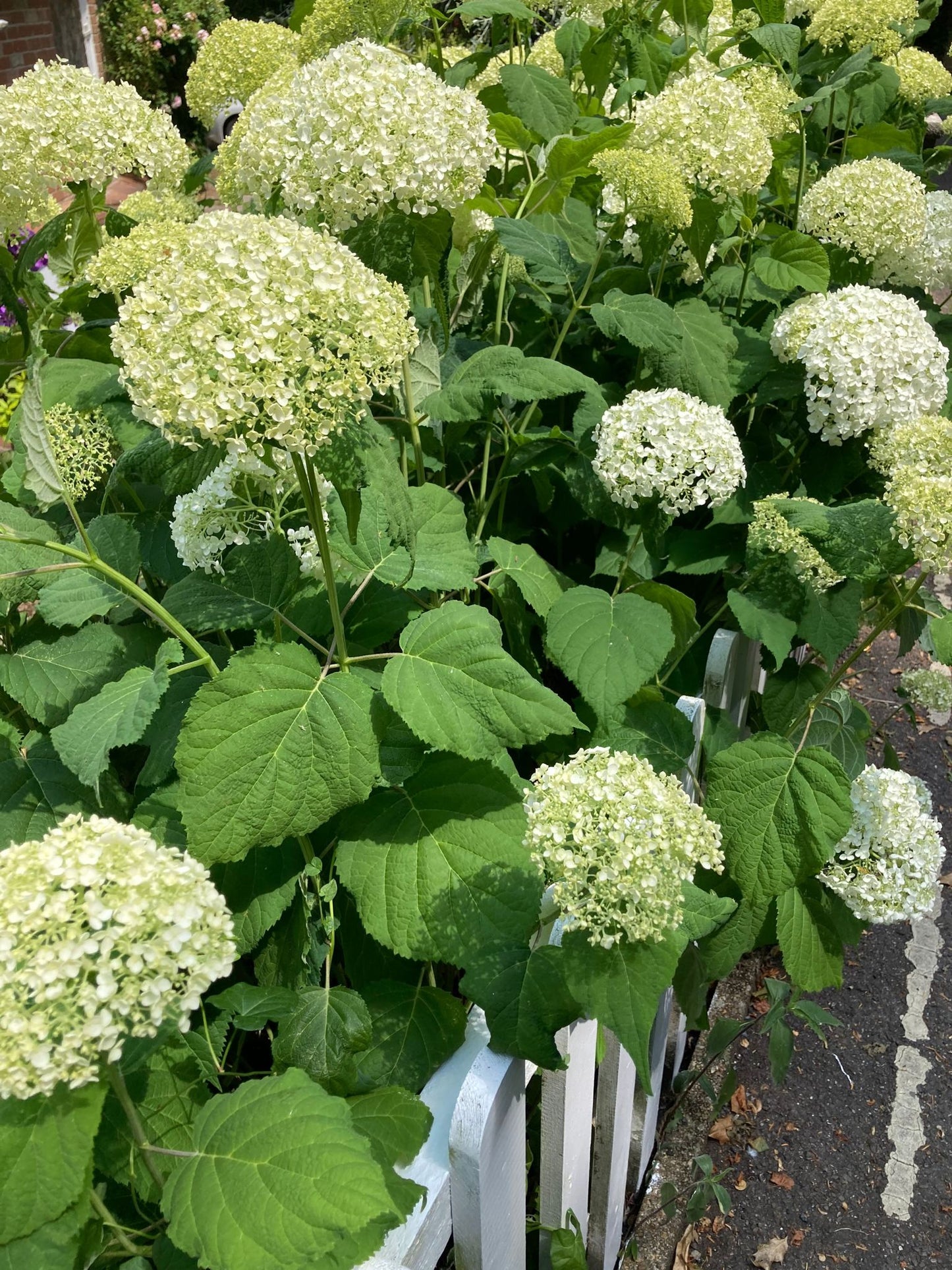 Hydrangea arborescens 'Annabelle' - AGM - Champion Plants