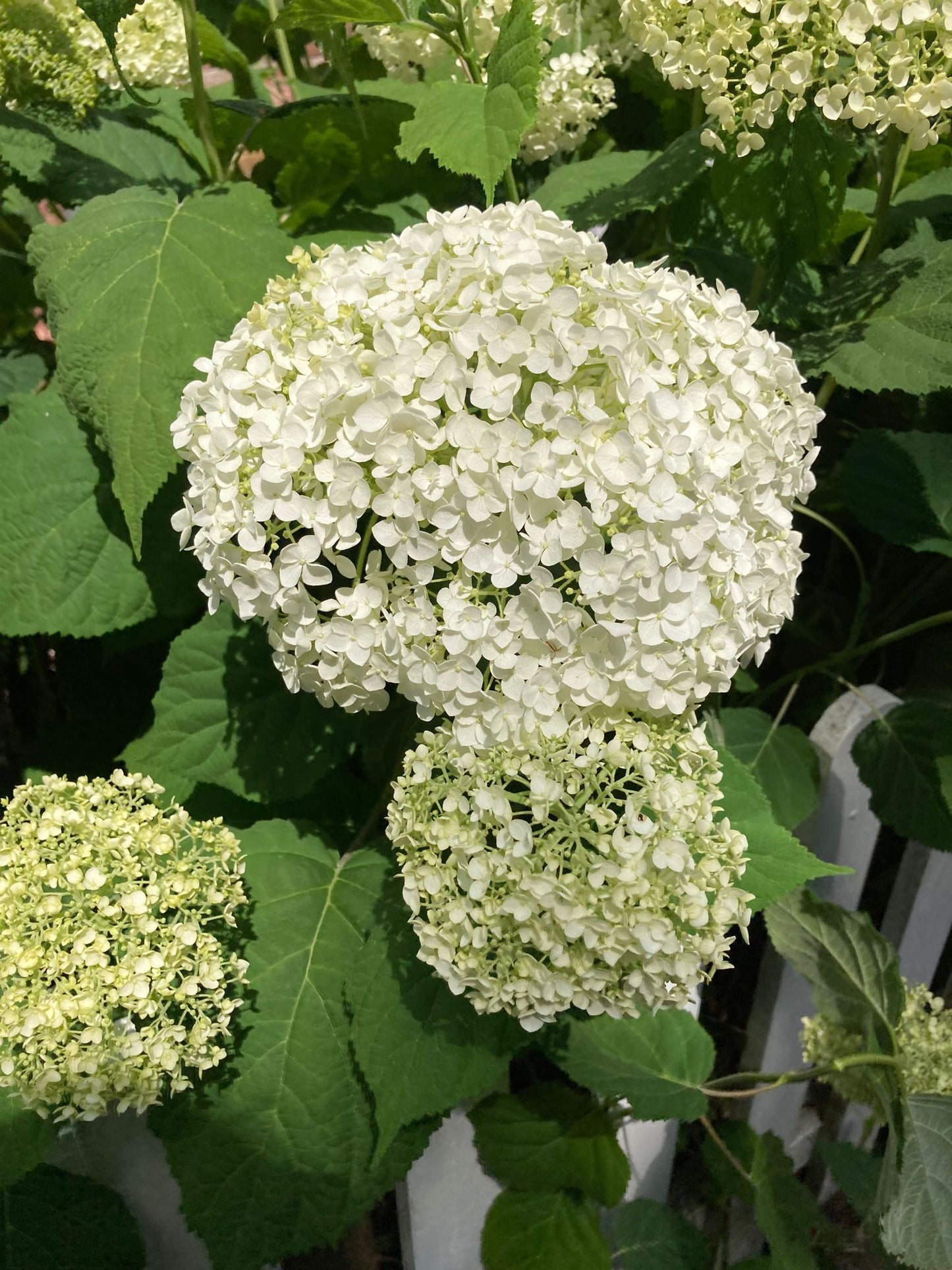 Hydrangea arborescens 'Annabelle' - AGM - Champion Plants