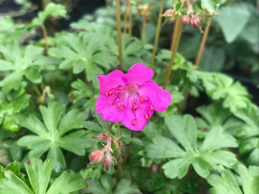 Geranium cantabrigiense 'Westray' - Champion Plants