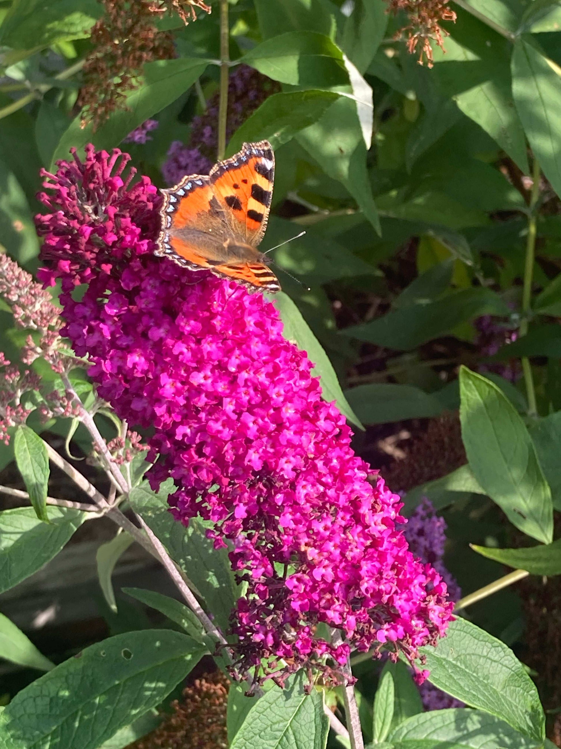 Buddleja (Buddliea) davidii Sugar Plum - Champion Plants