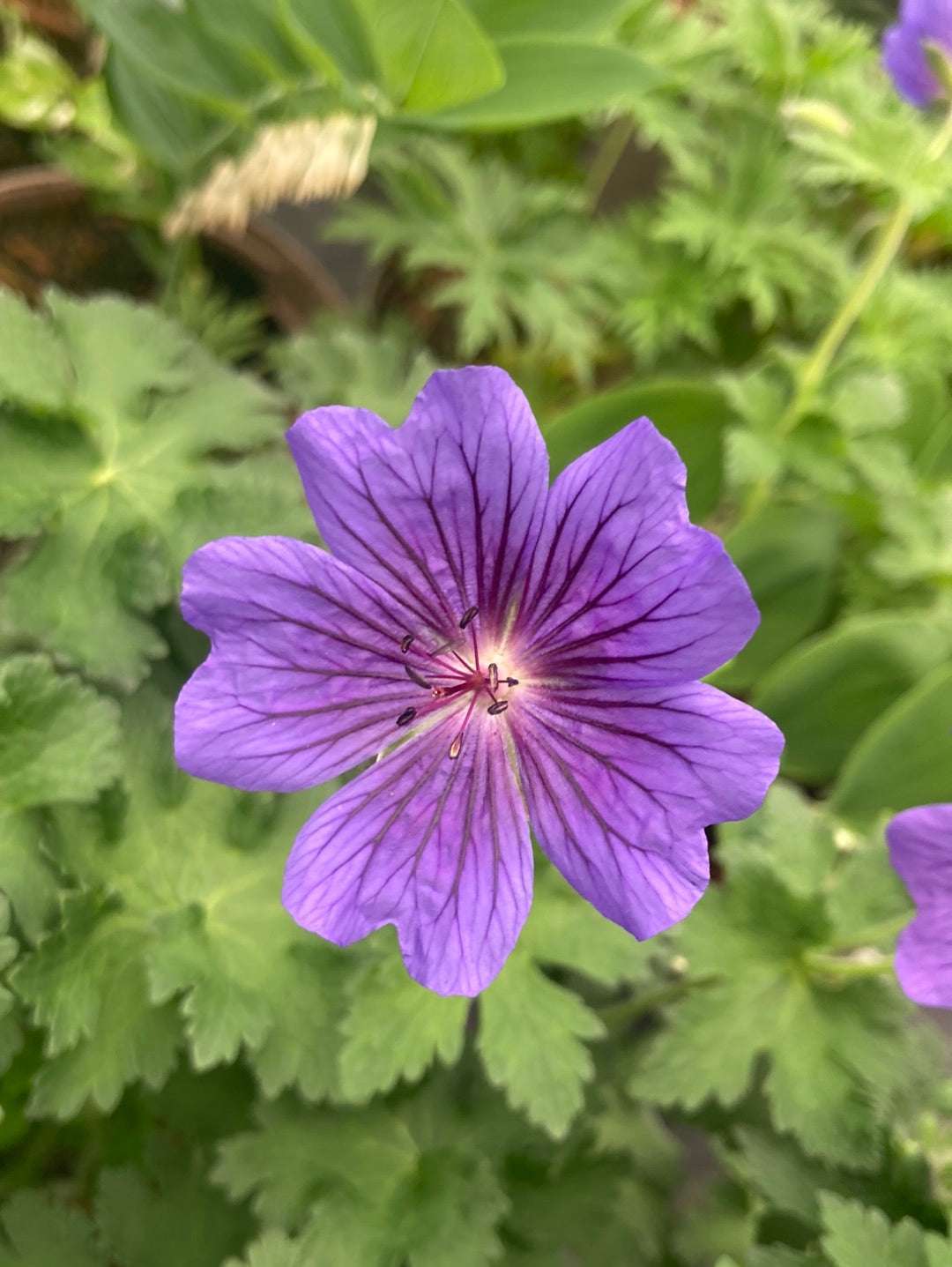 Geranium 'Alan Mayes' - Champion Plants