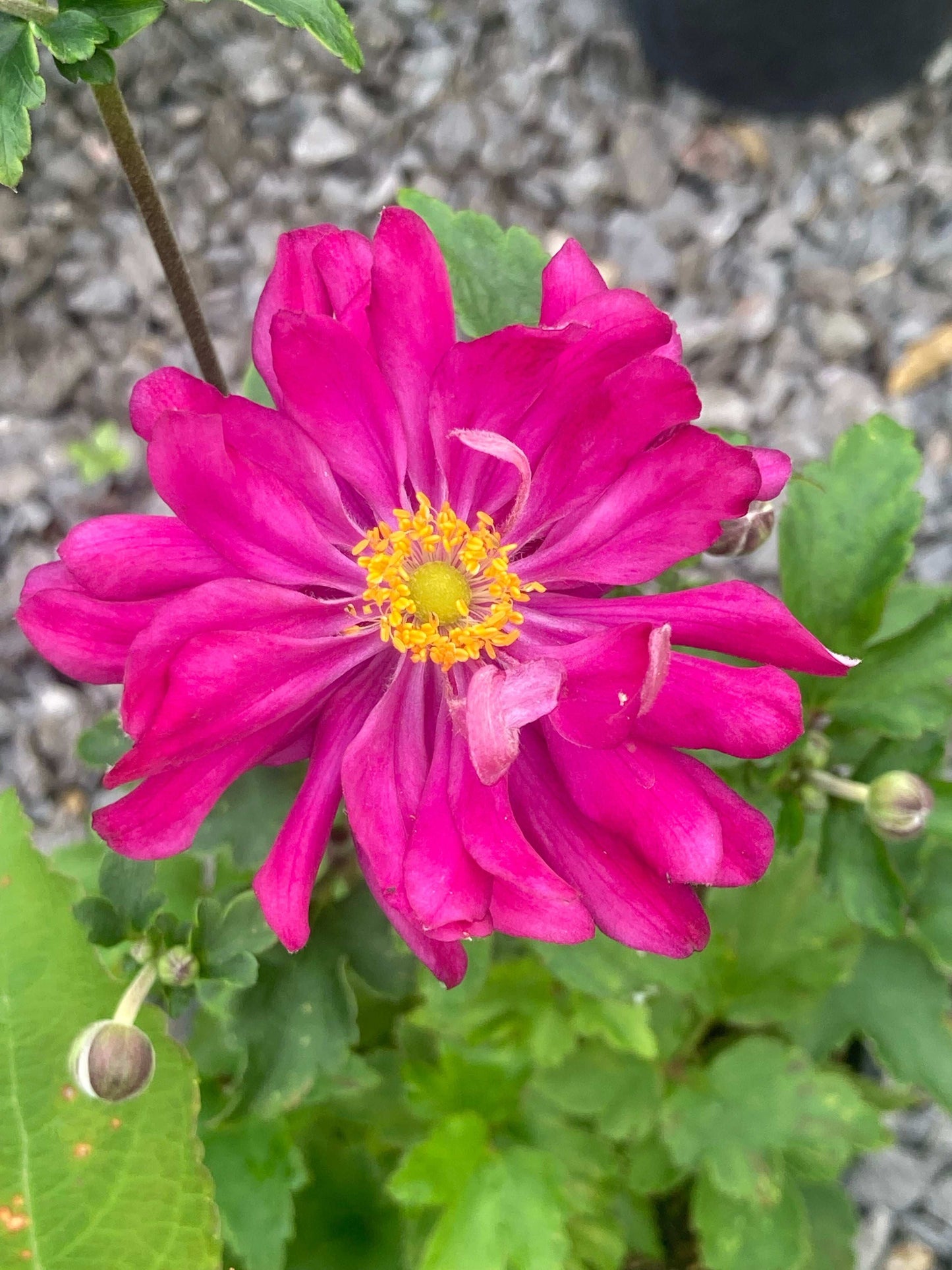 Anemone japonica 'Prinz Heinrich' - Champion Plants