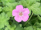 Geranium Jean Armour