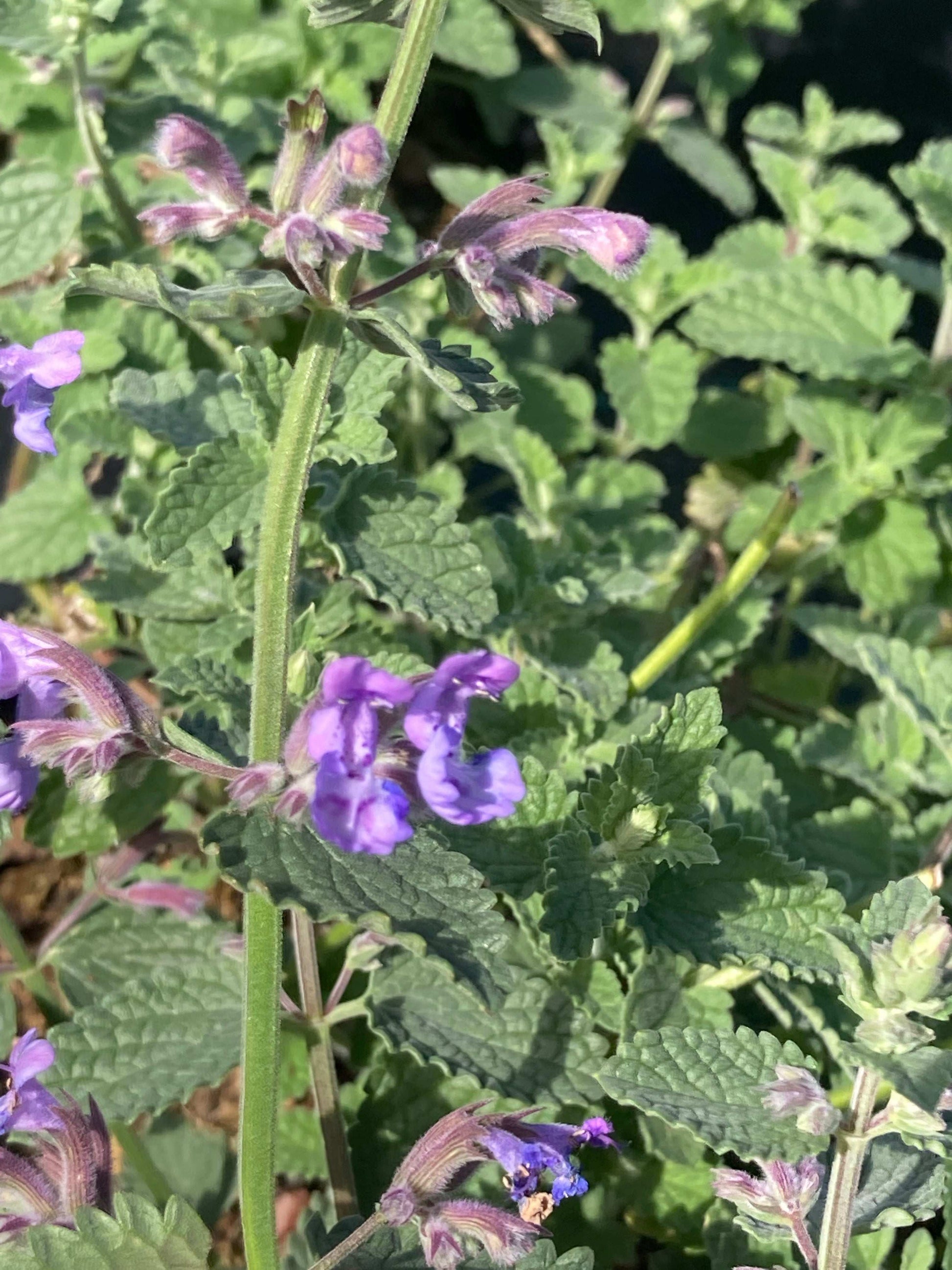 Nepeta racemosa Six Hills Giant -AGM - Champion Plants
