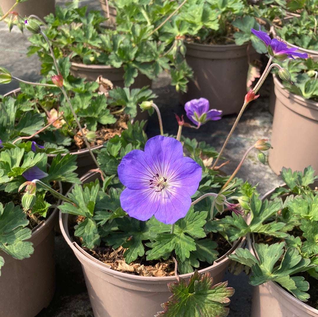 Geranium Rozanne - AGM - Champion Plants