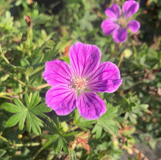 Geranium sanguineum Canon Miles - Champion Plants