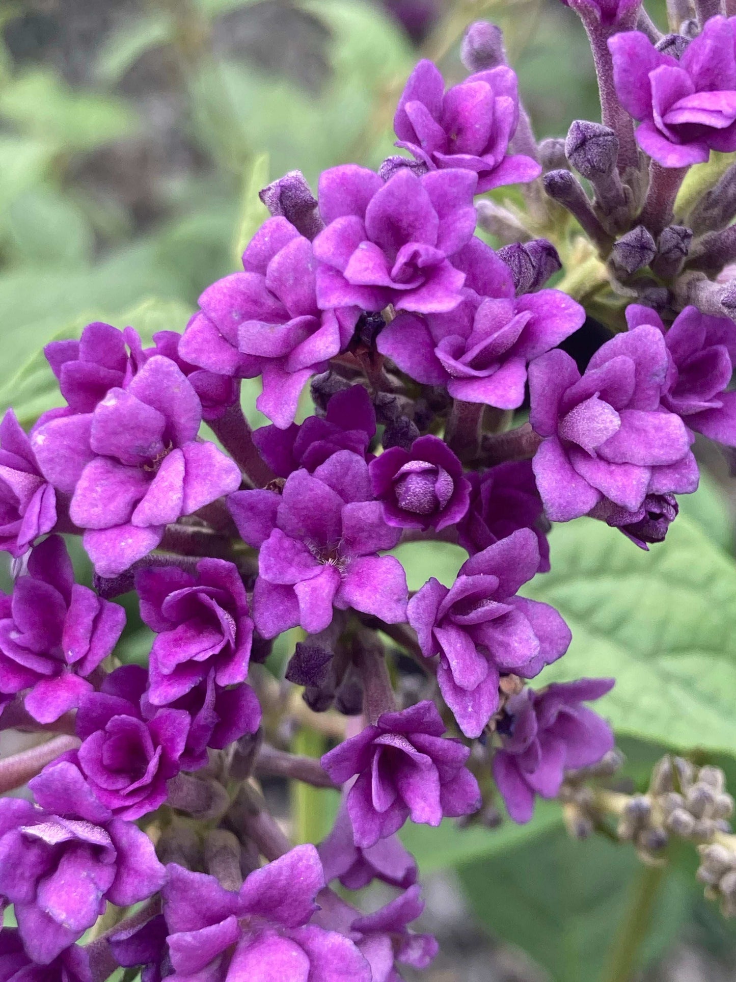 Buddleja (Buddleia) lindleyana ‘Floral Fanfare’ - Champion Plants