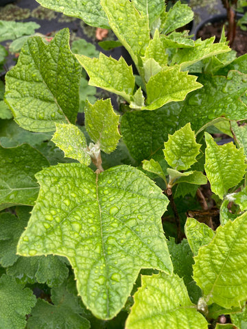 Hydrangea quercifolia - Champion Plants