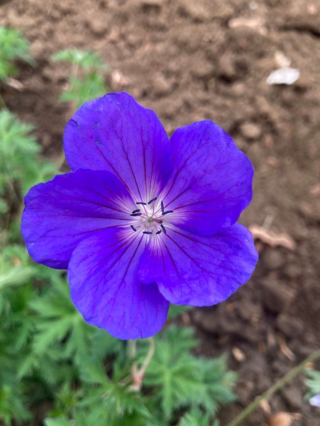 Geranium Orion - AGM - Champion Plants