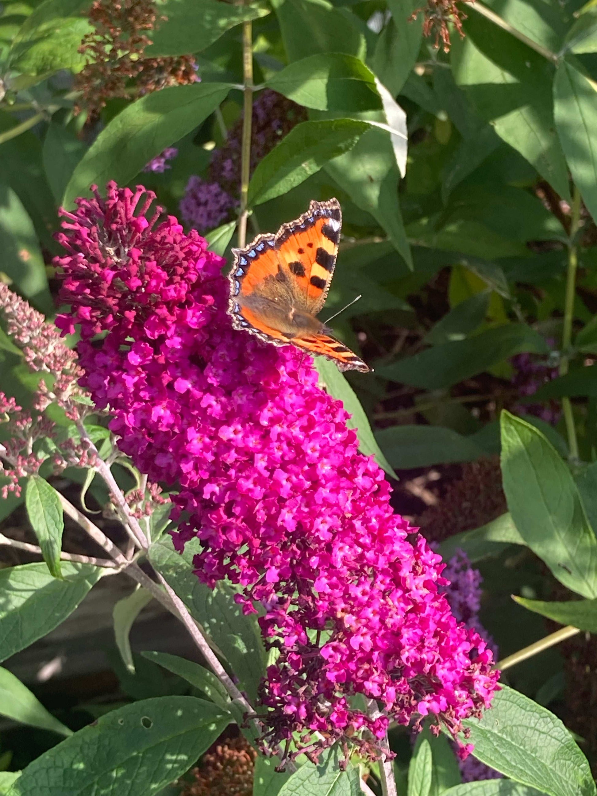 Buddleja (Buddliea) davidii Sugar Plum - Champion Plants