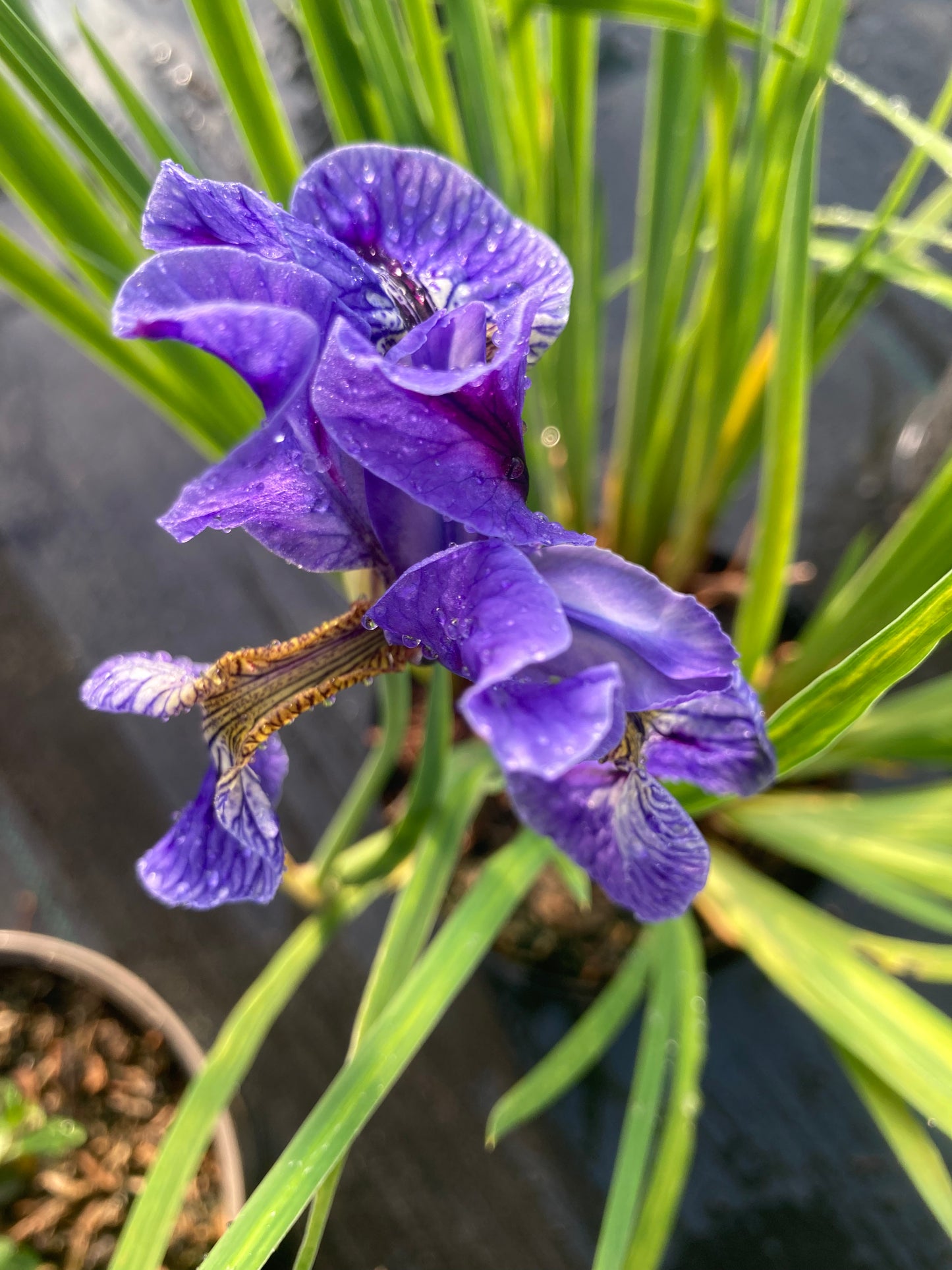 Iris sibirica Perry’s Blue - Champion Plants