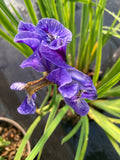 Iris sibirica Perry’s Blue