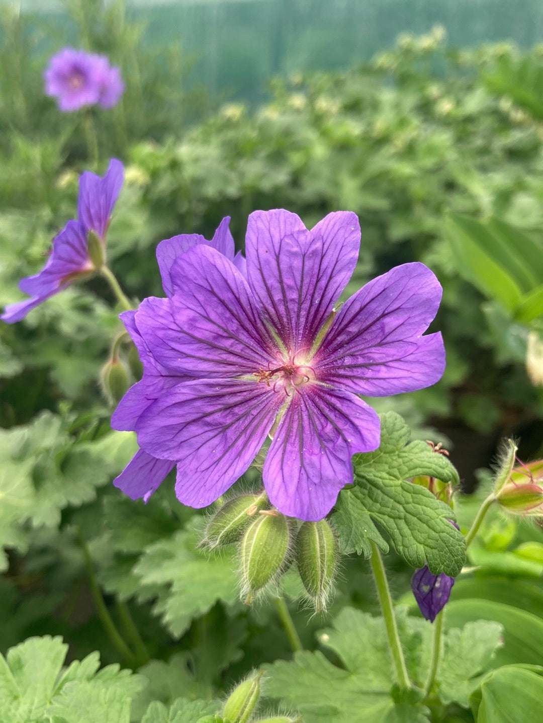 Geranium 'Alan Mayes' - Champion Plants