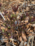 Eupatorium Rugosum 'Chocolate'