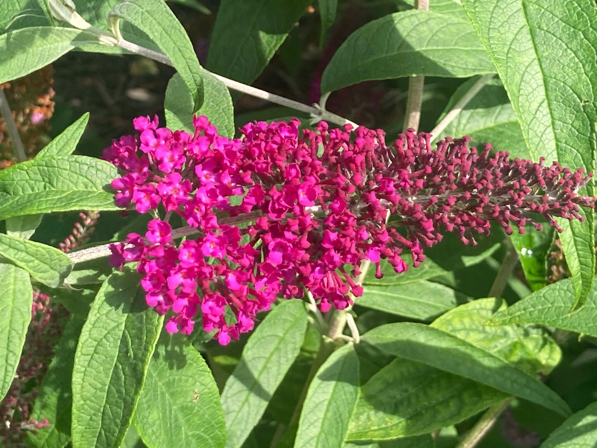 Buddleja (Buddliea) davidii Sugar Plum - Champion Plants