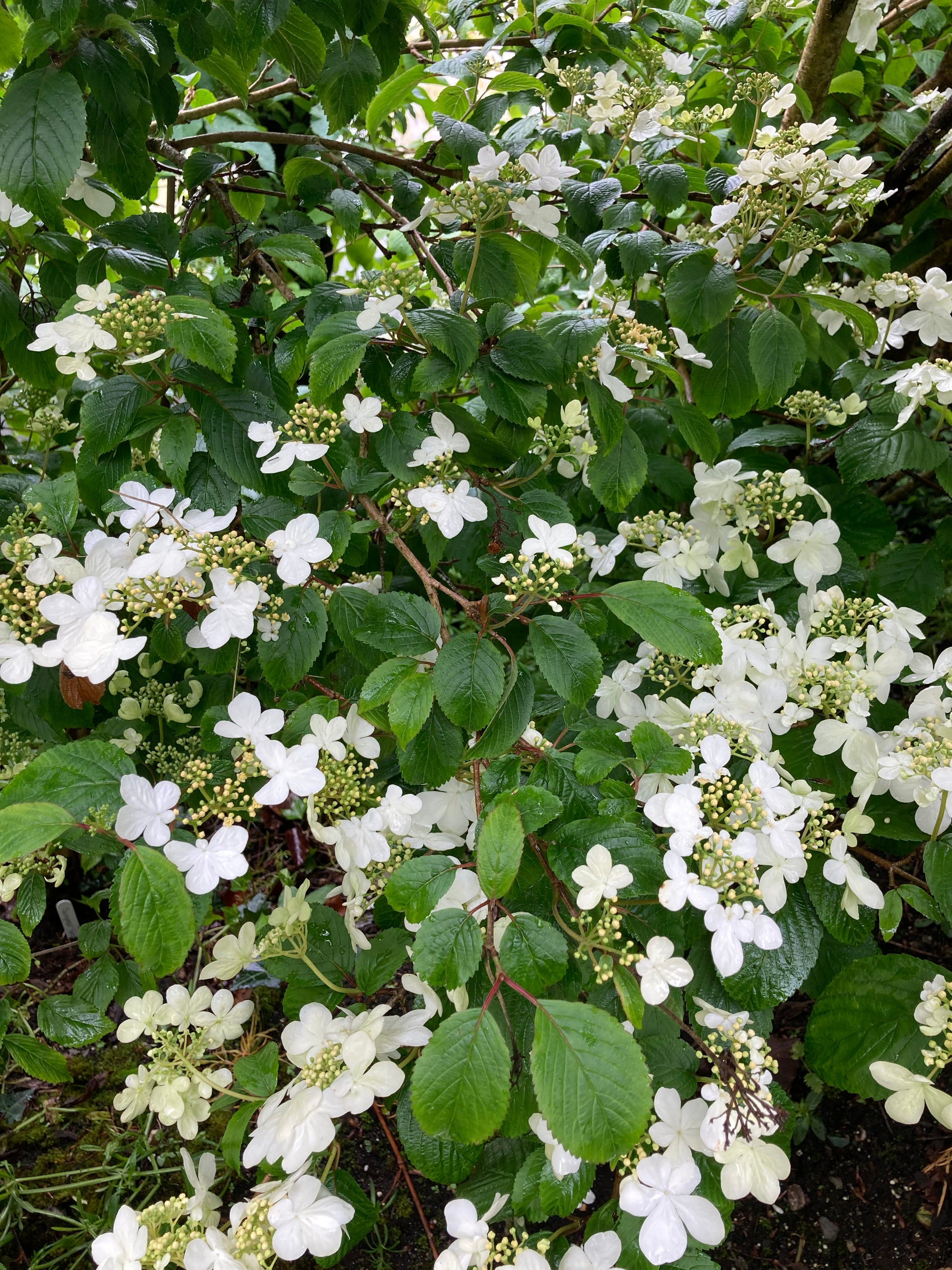 Viburnum plicatum Summer Snowflake - Champion Plants