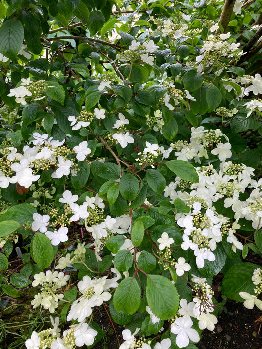 Viburnum plicatum Summer Snowflake - Champion Plants