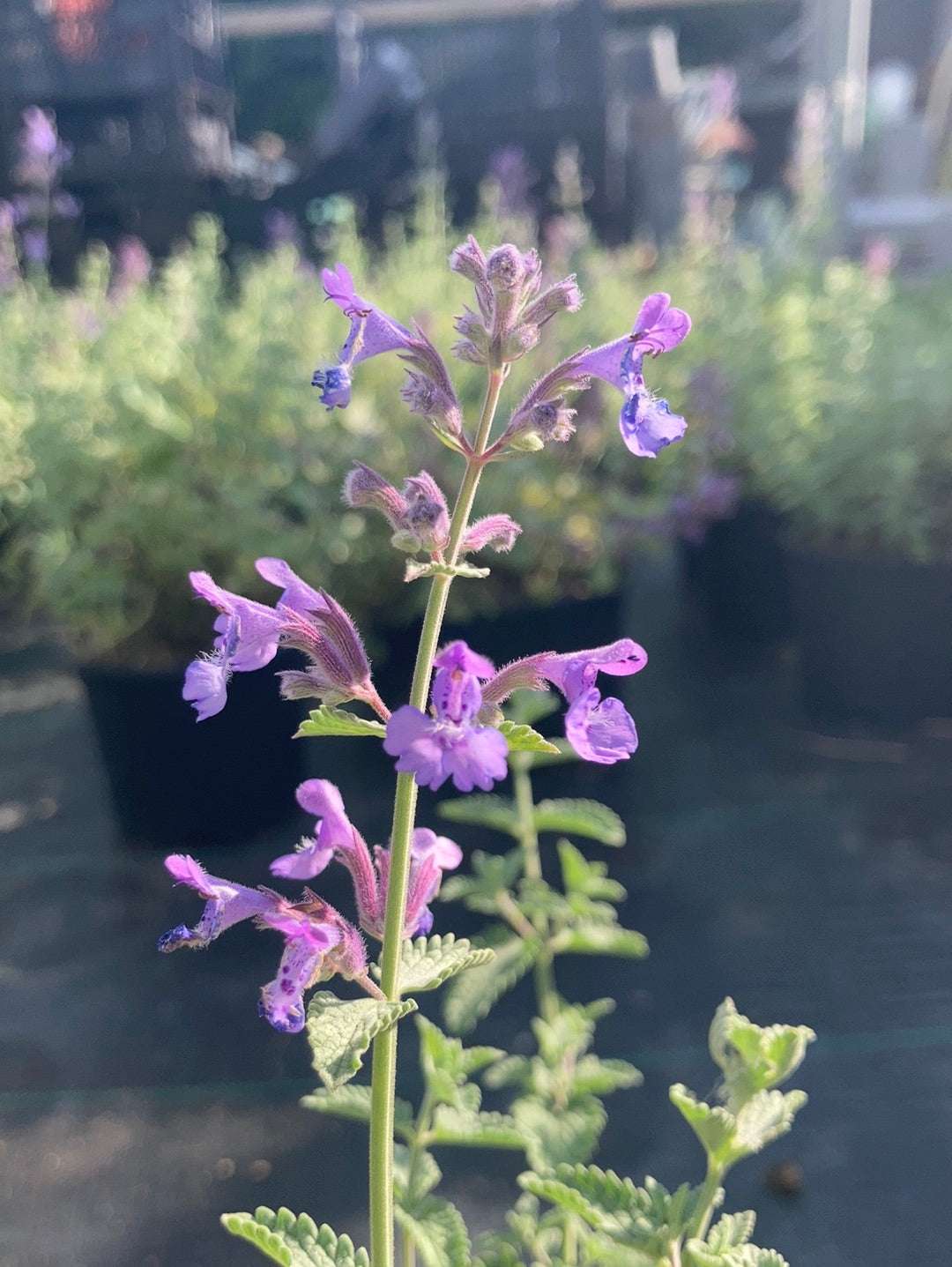 Nepeta Blue Wonder - Champion Plants
