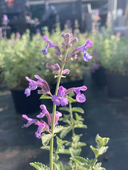 Nepeta Blue Wonder - Champion Plants