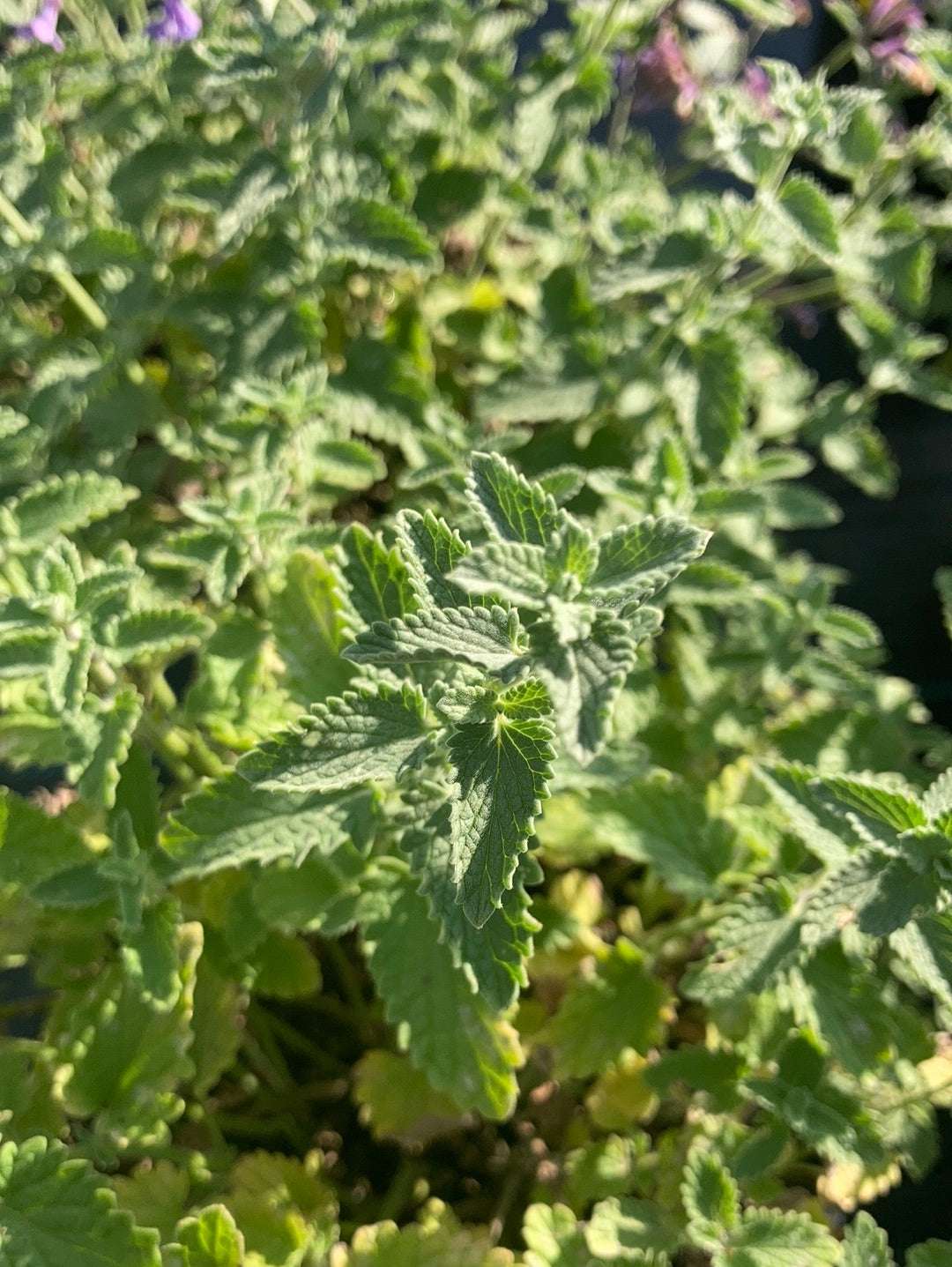 Nepeta Blue Wonder - Champion Plants