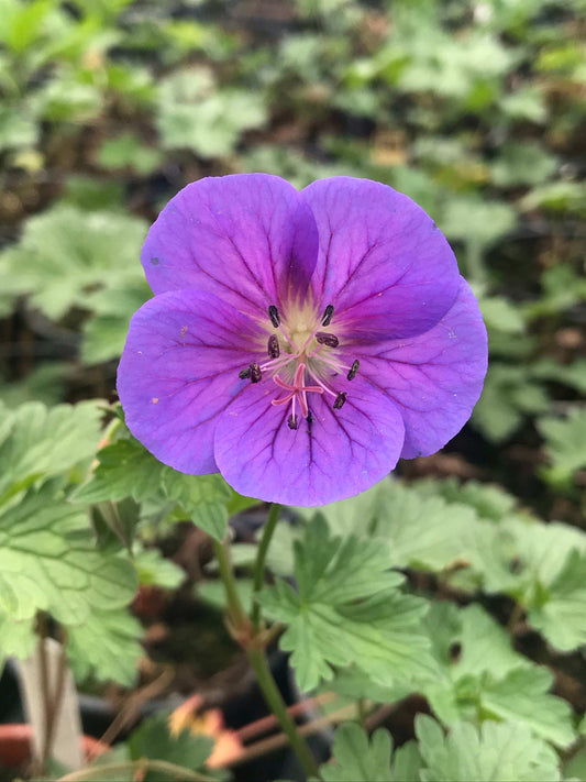 Geranium himalayense 'Gravetye' - Champion Plants