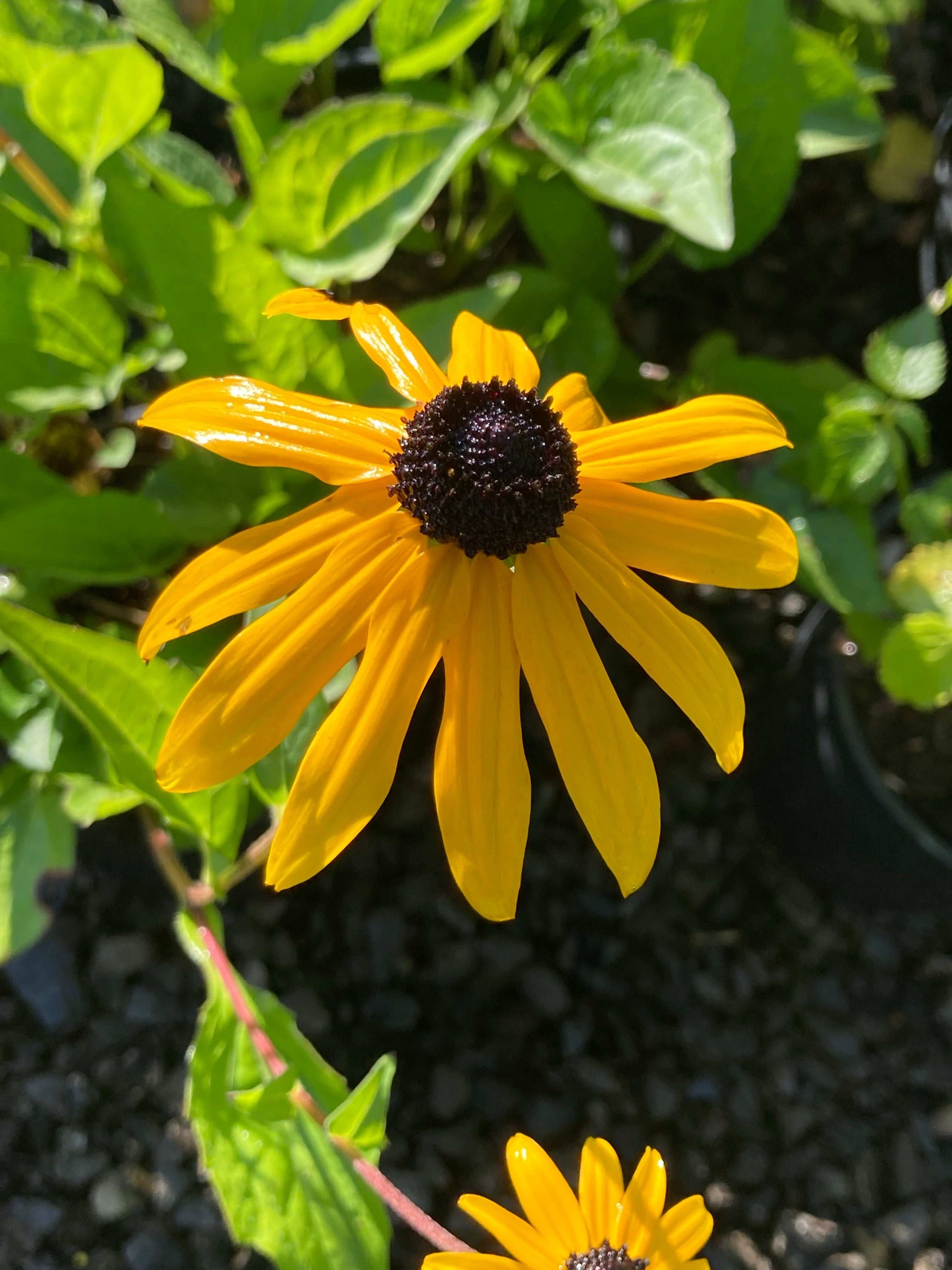 Rudbeckia fulgida var. sullivantii Goldsturm - AGM - Champion Plants