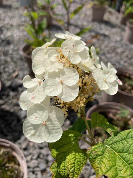 Hydrangea quercifolia Snow Queen - Champion Plants