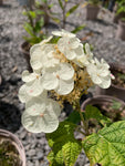 Hydrangea quercifolia Ice Crystal