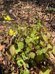 Epimedium Wisley Form