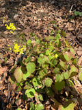 Epimedium Wisley Form