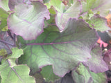 Kale Purple Tree Collard
