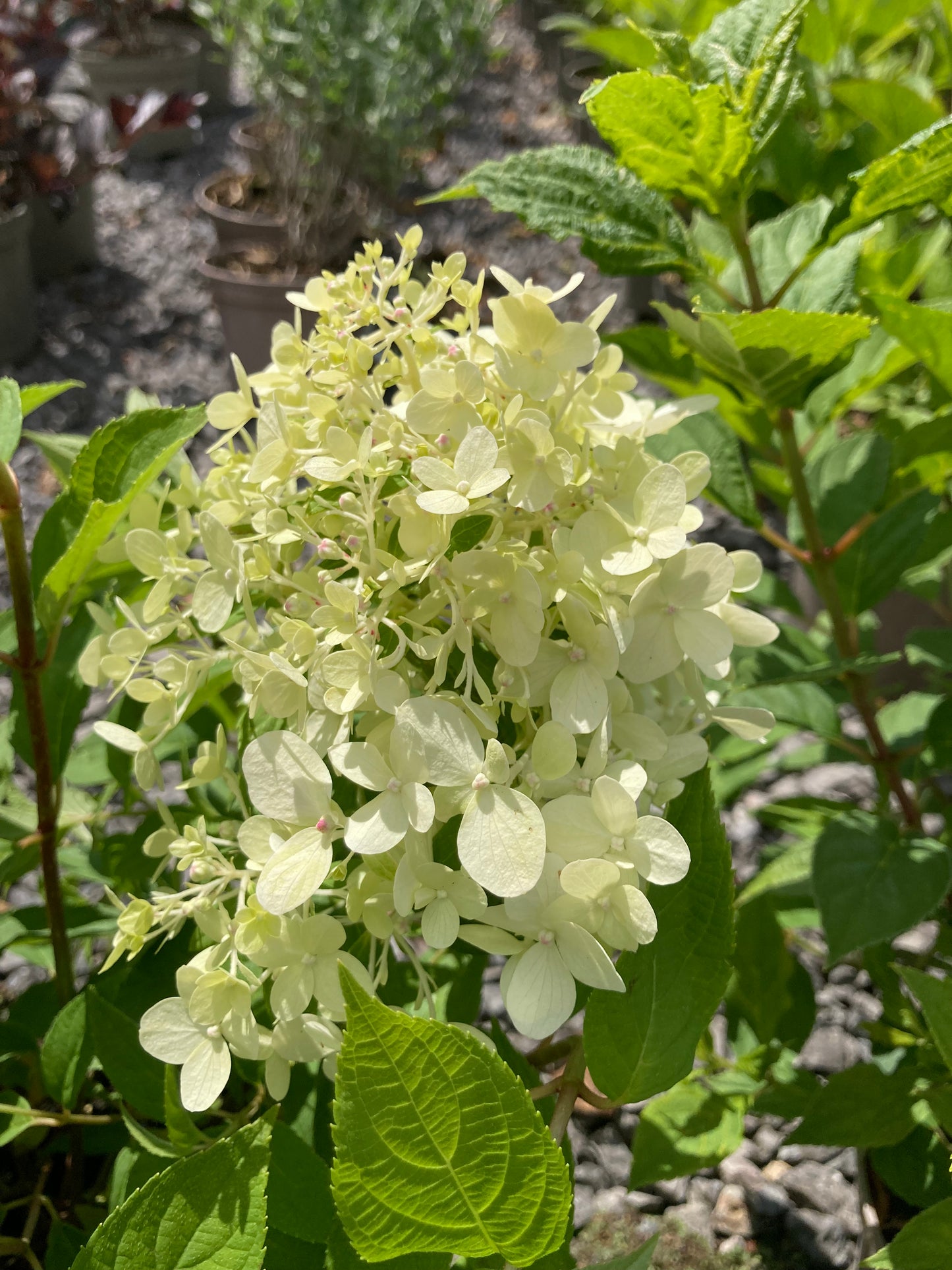 Hydrangea paniculata 'Little Spooky' - Champion Plants