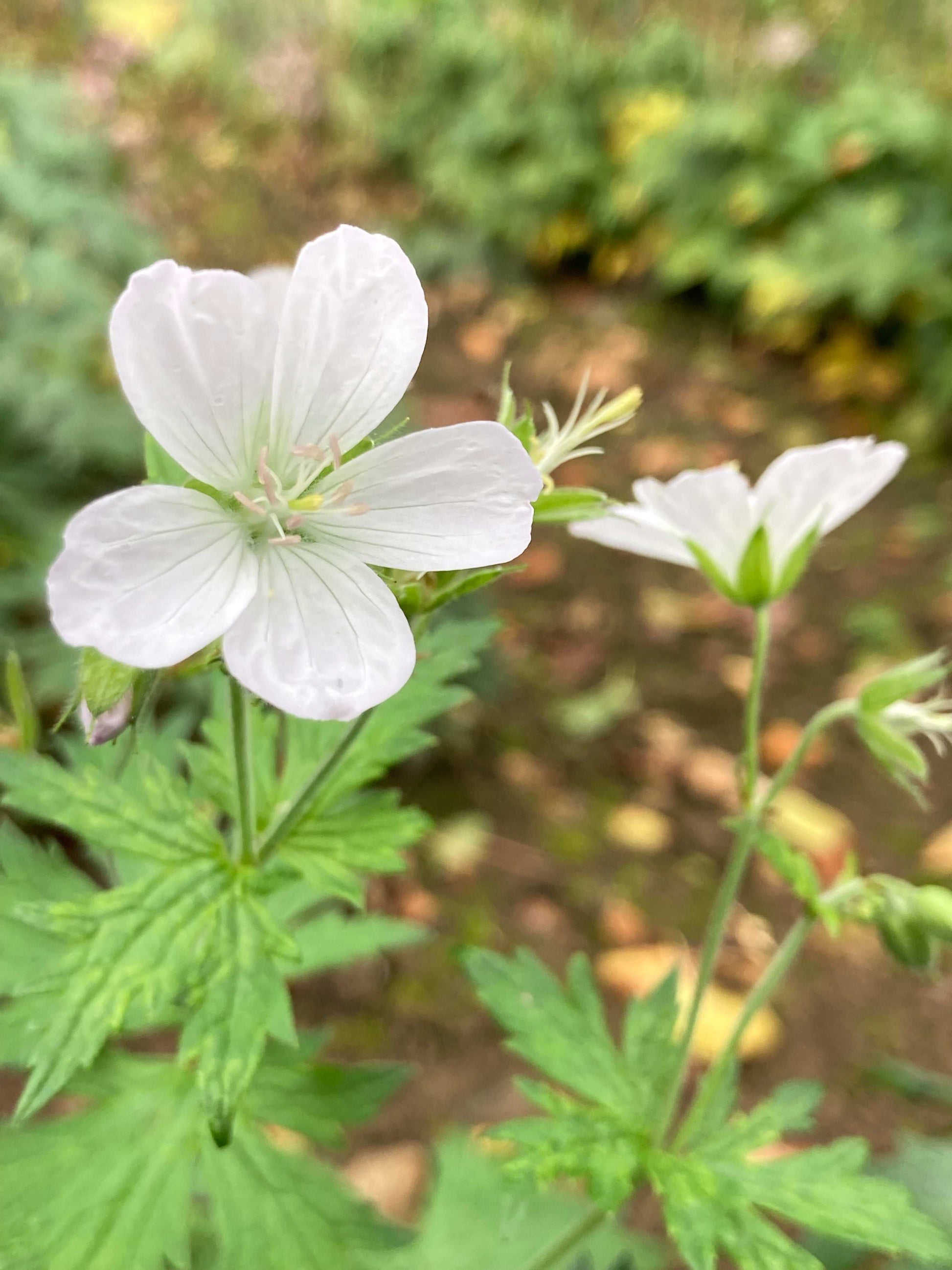 Geranium sylvaticum Album - Champion Plants