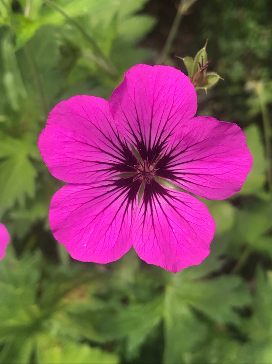 Geranium psilostemon Patricia AGM - Champion Plants