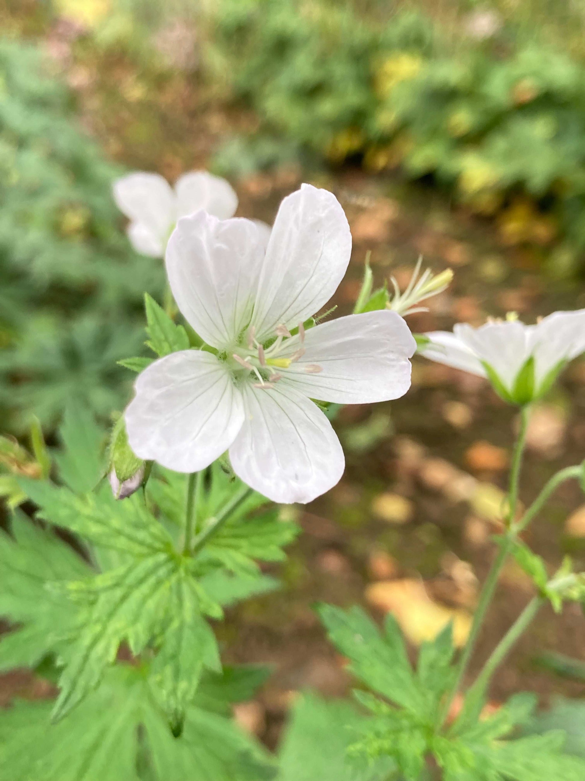 Geranium sylvaticum Album - Champion Plants