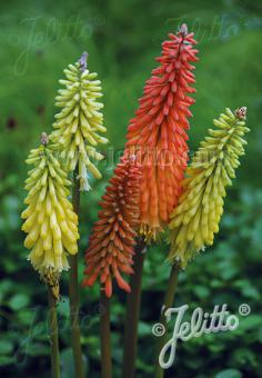 Kniphofia Flamenco - Champion Plants