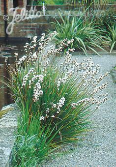 Libertia grandiflora - Champion Plants