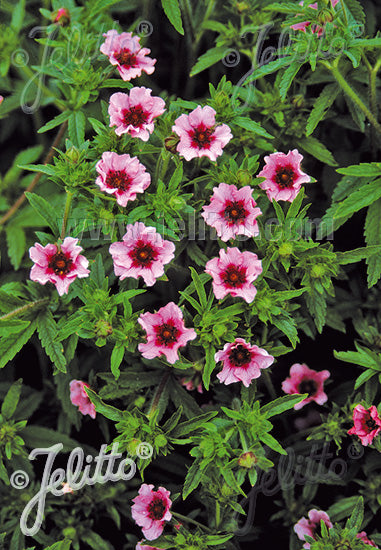 Potentilla nepalensis 'Helen Jane' - Champion Plants