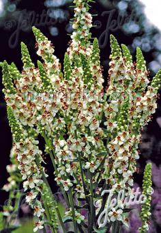 Verbascum chaixii 'Wedding Candles' - Champion Plants