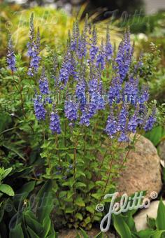 Veronica austriaca subsp. teucrium Royal Blue - AGM - Champion Plants