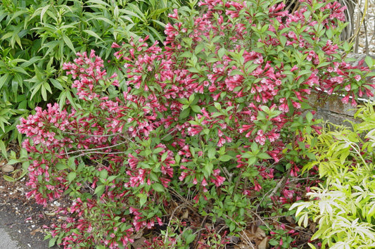Weigela 'Ruby Anniversary'