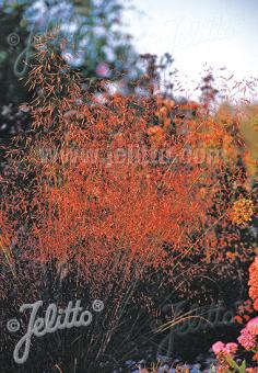 Eragrostis trichodes - Champion Plants