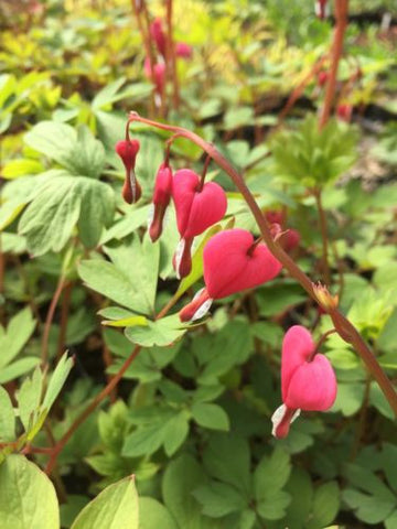 Dicentra spectabilis (Bleeding Heart) - Champion Plants