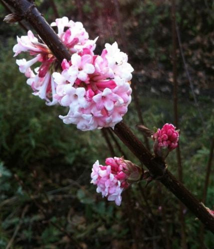 Viburnum bodnantense Dawn - Champion Plants