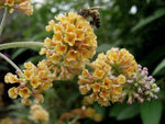 Buddleja (Buddleia) x weyeriana Golden Glow - Champion Plants