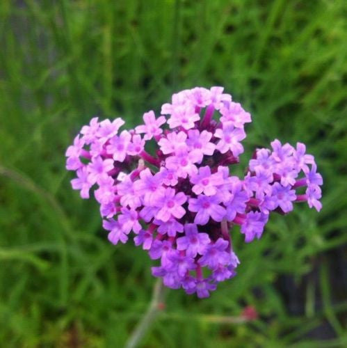 Verbena bonariensis - Champion Plants