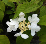 Viburnum plicatum Lanarth - Champion Plants
